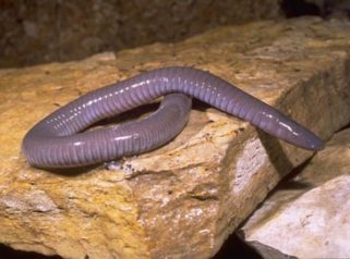 mexican caecilian