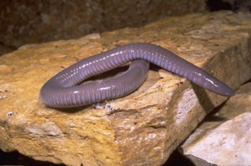 mexican caecilian