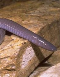 mexican caecilian