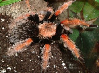 Mexican fireleg tarantula
