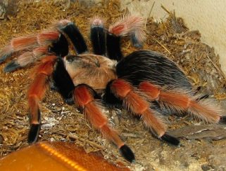 Mexican fireleg tarantula