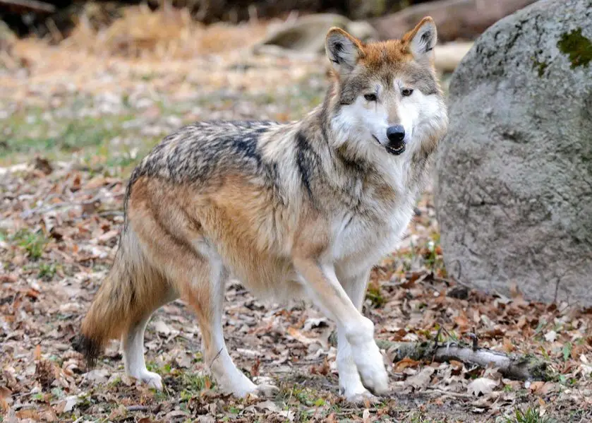 Sibi the Mexican wolf at Brookfield Zoo