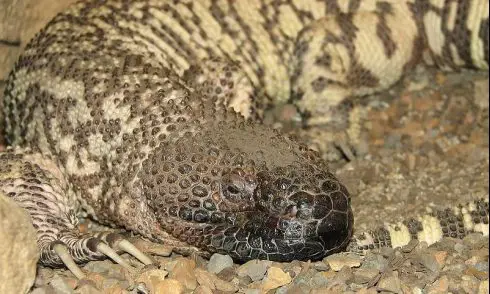 mexican beaded lizard