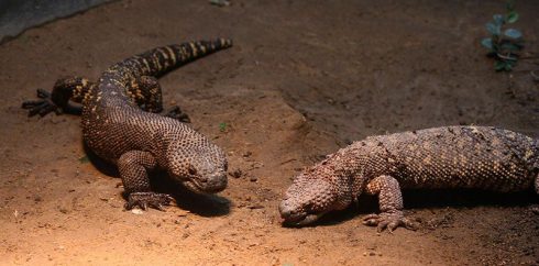 Mexican beaded lizard