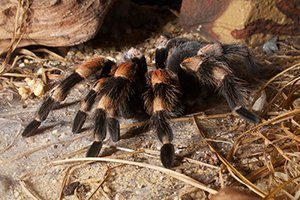 Mexican red knee tarantula