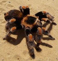 Mexican red knee tarantula