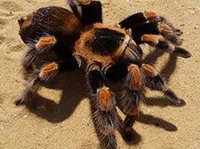 Mexican red knee tarantula