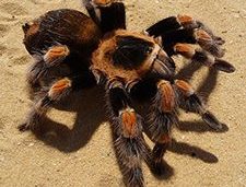 Mexican red knee tarantula