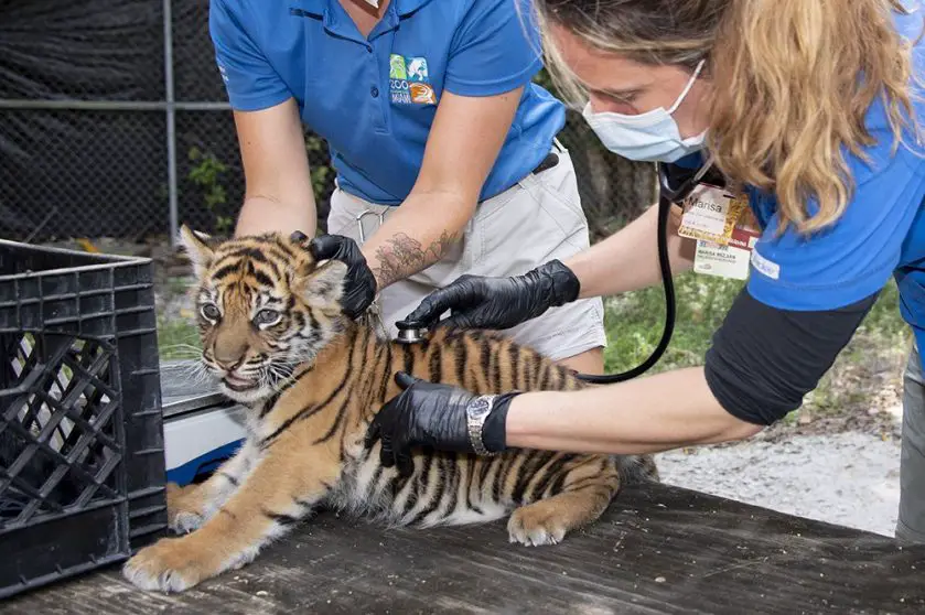 Zoo Miami Sumatran tiger cub