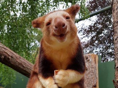 bristol baby tree kangaroo