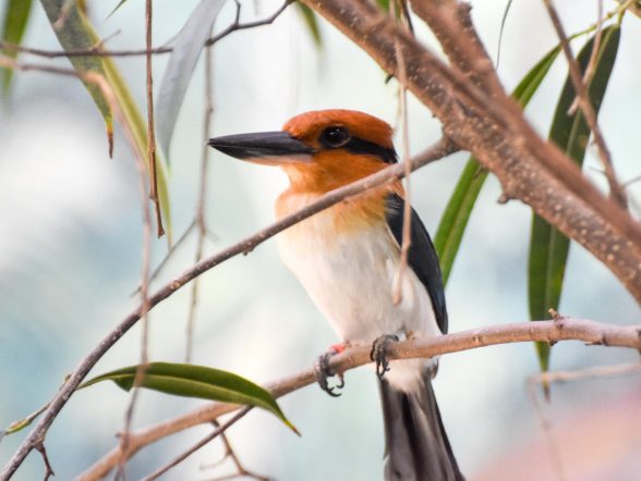 micronesian kingfisher chick san antonio