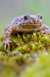 common midwife toad