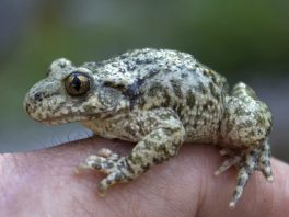 common midwife toad