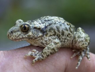 common midwife toad