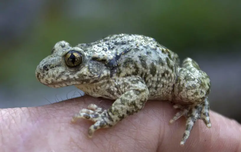 common midwife toad