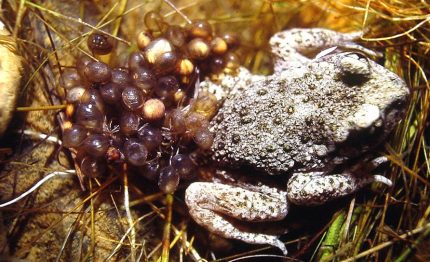 common midwife toad