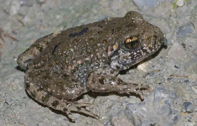 common midwife toad