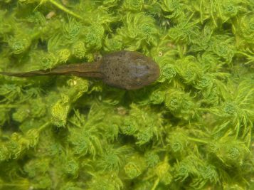 common midwife toad