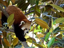Red Panda Adelaide Zoo