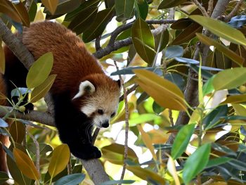 Red Panda Adelaide Zoo