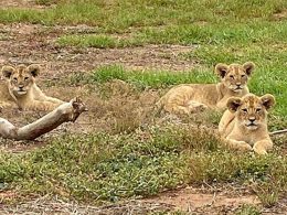 Monarto Safari Park Lion Cubs