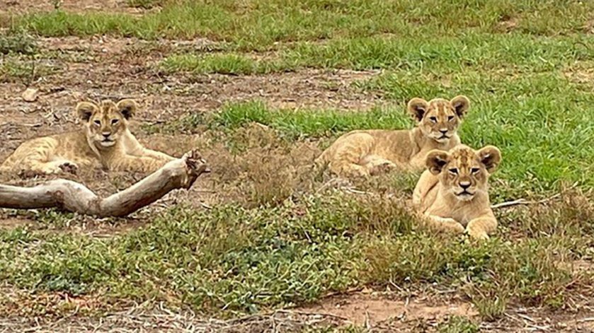 Monarto Safari Park Lion Cubs