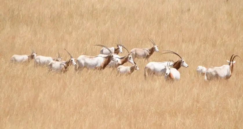 monarto safari park oryx