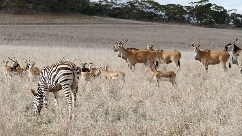 Monarto Safari Park Zebra Foal