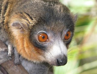 Mongoose Lemur