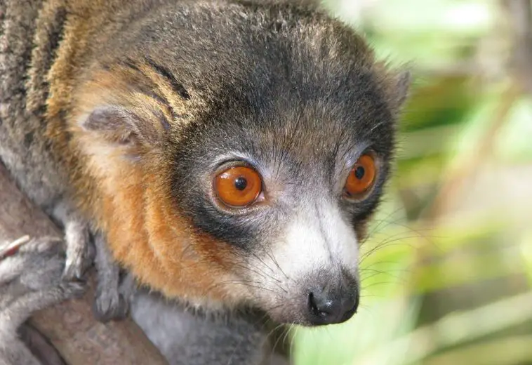 Mongoose Lemur