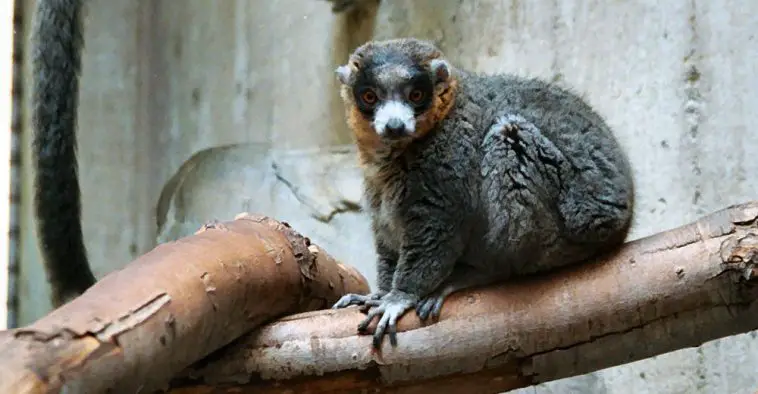 Mongoose Lemur