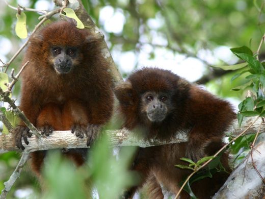 Rare Monkey Adapting to Habitat Destruction 1