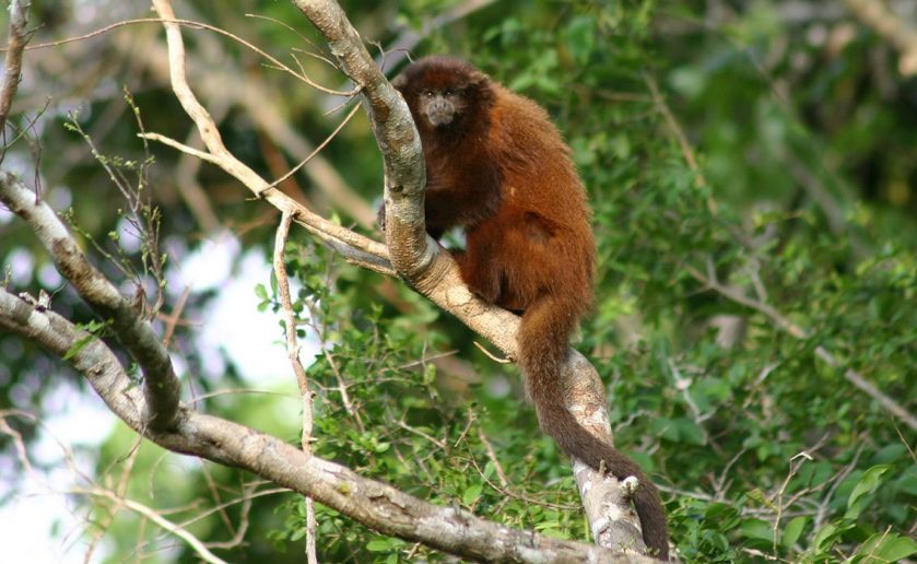 Rare Monkey Adapting to Habitat Destruction 1