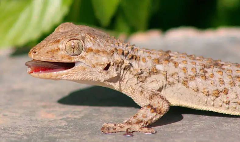 Moorish Gecko