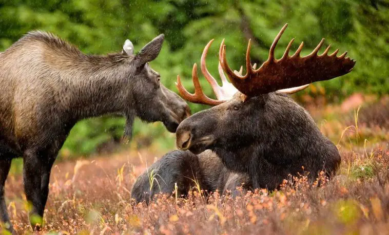 Moose