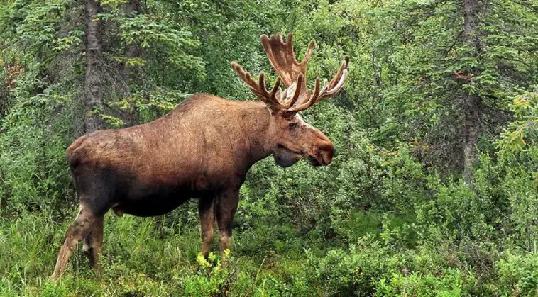Moose