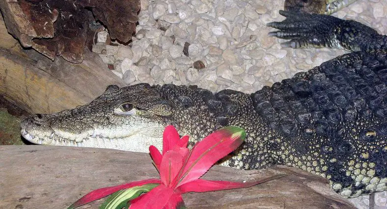 Morelet's Crocodile