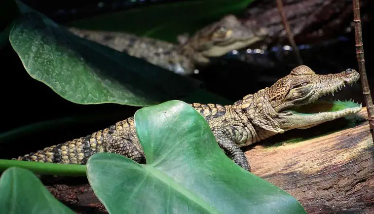 Morelet's Crocodile
