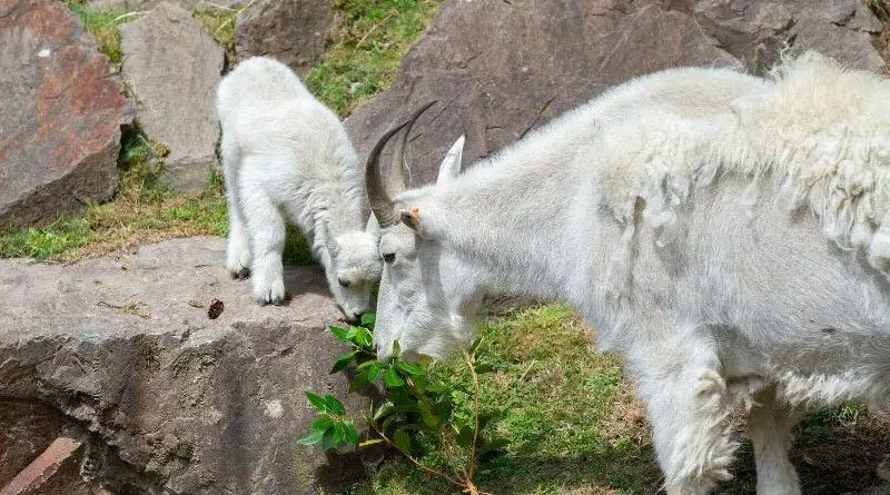 Mountain Goat Kids Woodland Park Zoo