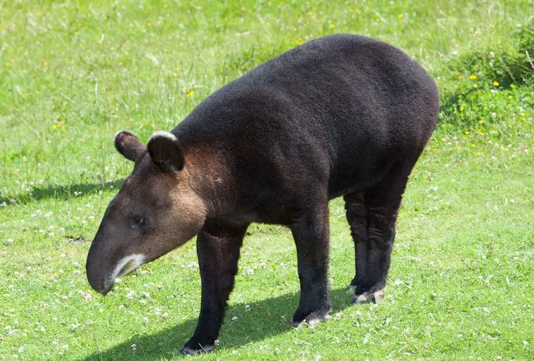 Mountain Tapir (Tapirus pinchaque)