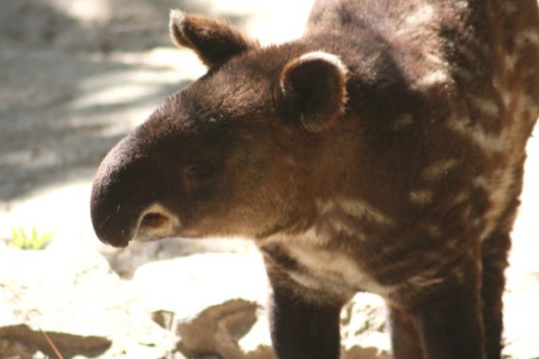 Mountain Tapir (Tapirus pinchaque)