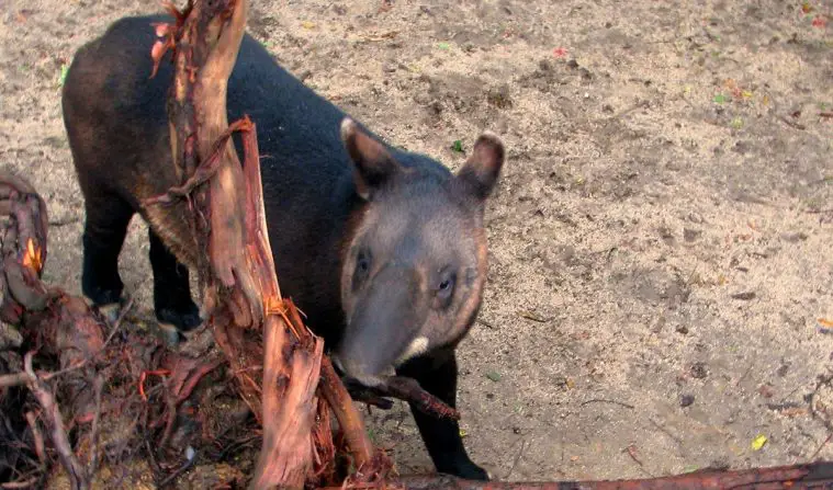 Mountain Tapir (Tapirus pinchaque)