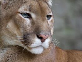 cougar