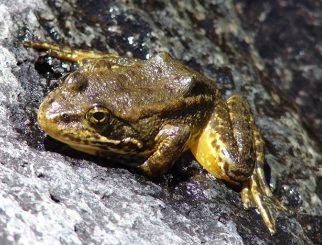 southern mountain yellow-legged frog