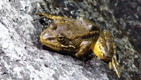 southern mountain yellow-legged frog