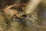 southern mountain yellow-legged frog