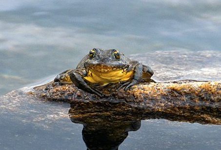 southern mountain yellow-legged frog