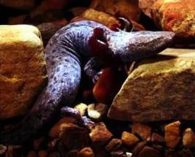 mudpuppy