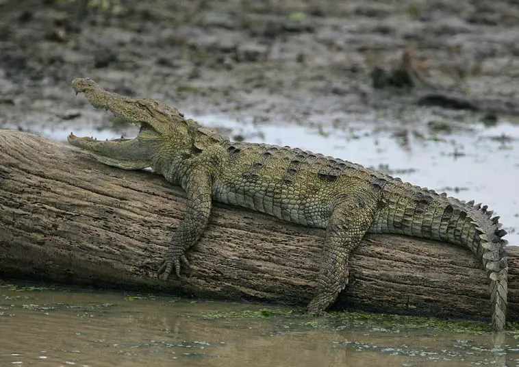 Mugger Crocodile