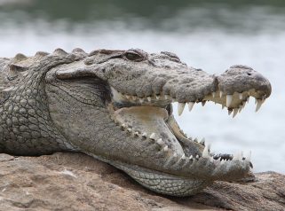 Mugger Crocodile